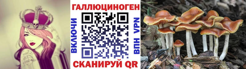 где можно купить наркотик Почеп Псилоцибиновые грибы Psilocybine cubensis